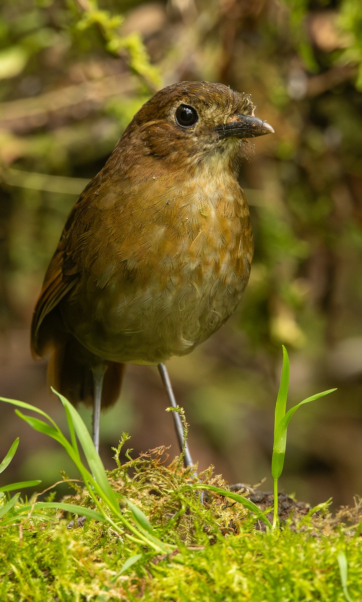 Brown-banded Antpitta - ML646074301