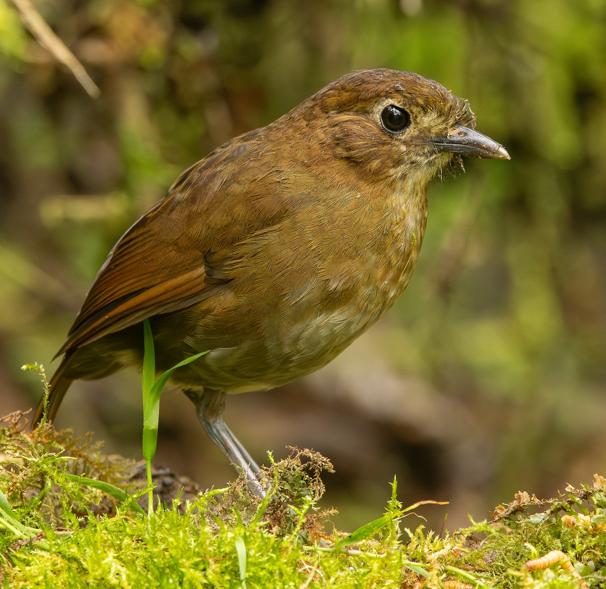 Brown-banded Antpitta - ML646074302