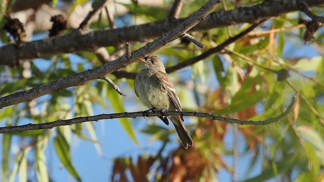 Willow Flycatcher - ML646074303
