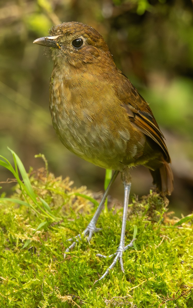 Brown-banded Antpitta - ML646074304
