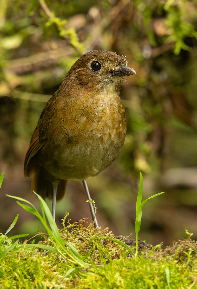 Brown-banded Antpitta - ML646074305