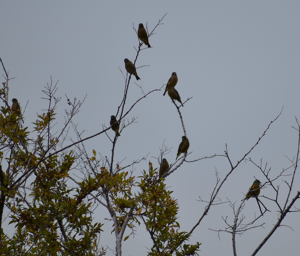 Зеленяк китайський - ML646074307