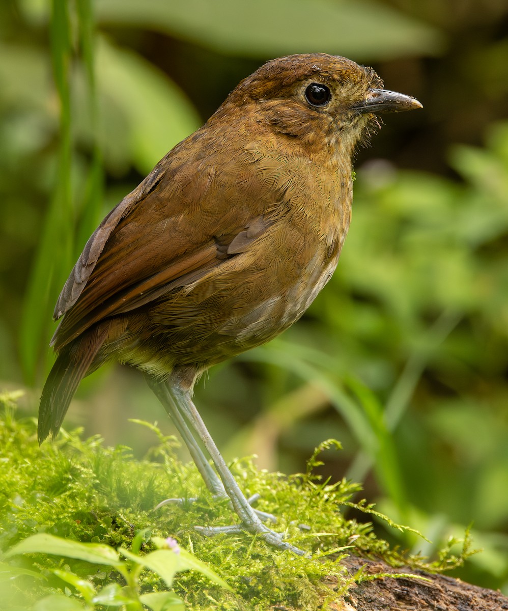 Brown-banded Antpitta - ML646074308
