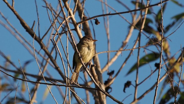 Willow Flycatcher - ML646074309