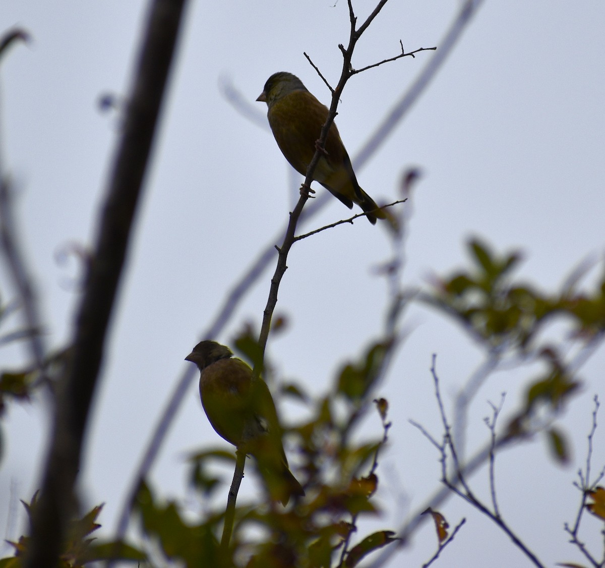 Зеленяк китайський - ML646074310