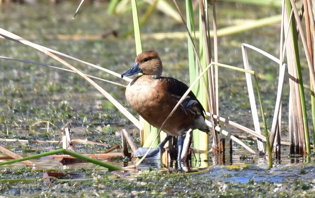 Fulvous Whistling-Duck - ML646074312