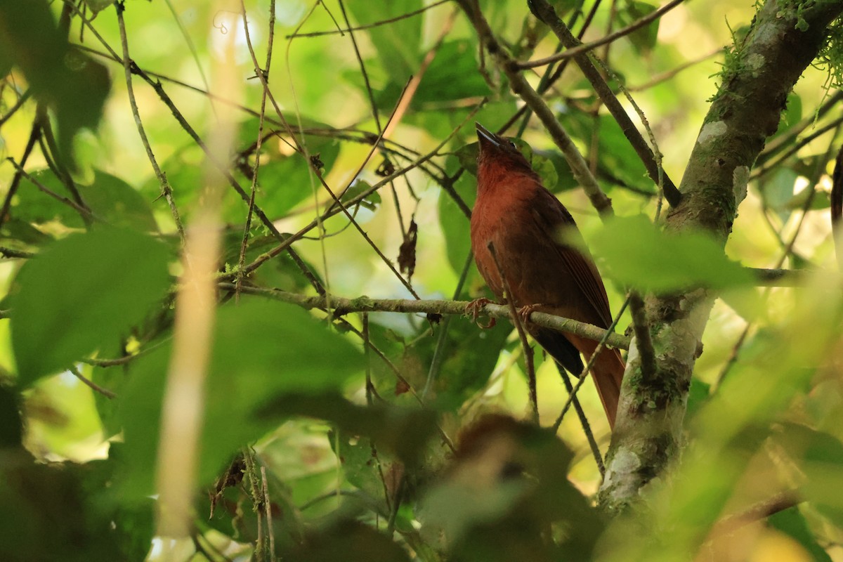 Red-crowned Ant-Tanager - ML646074313