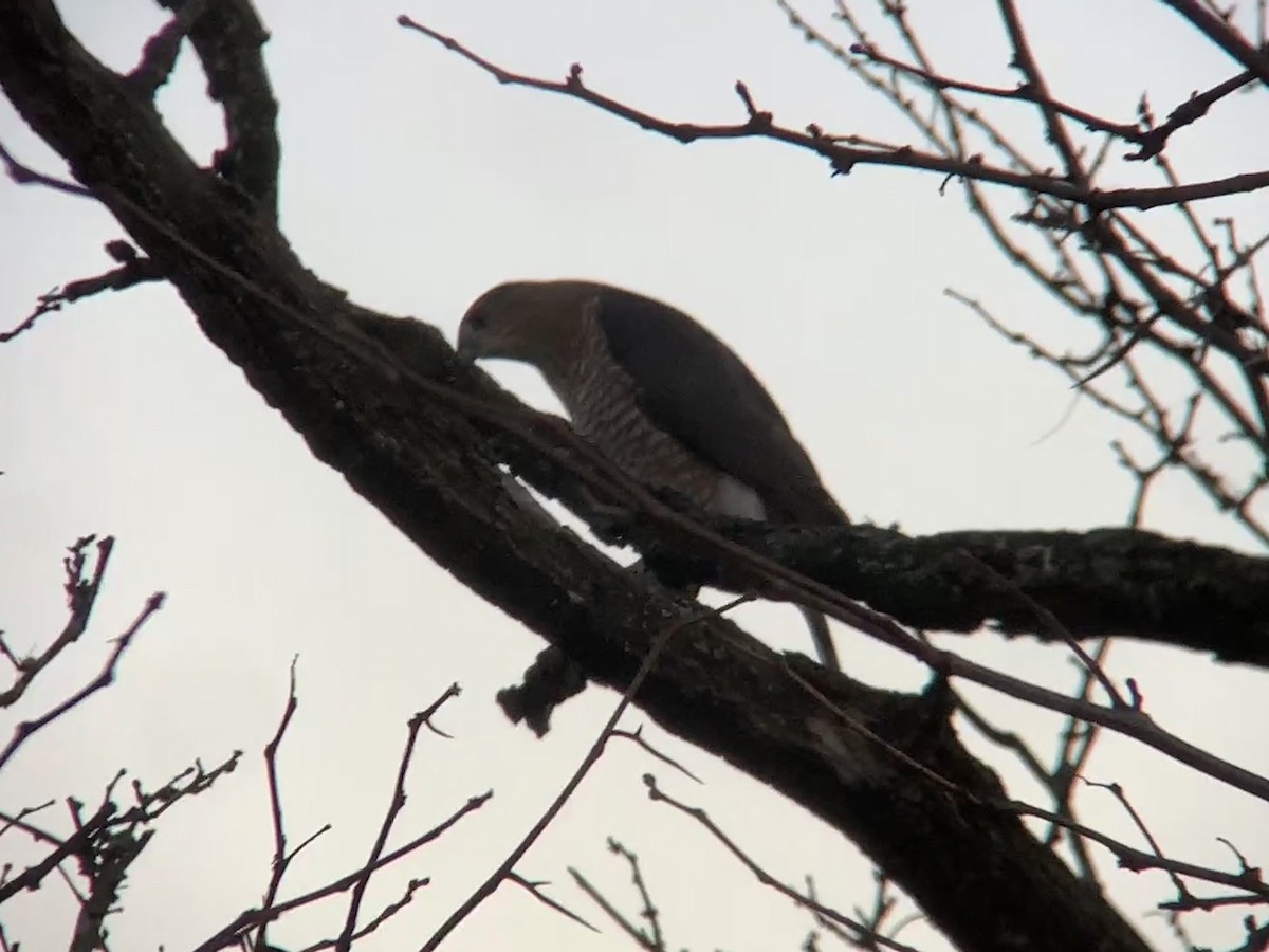 Cooper's Hawk - ML646074314