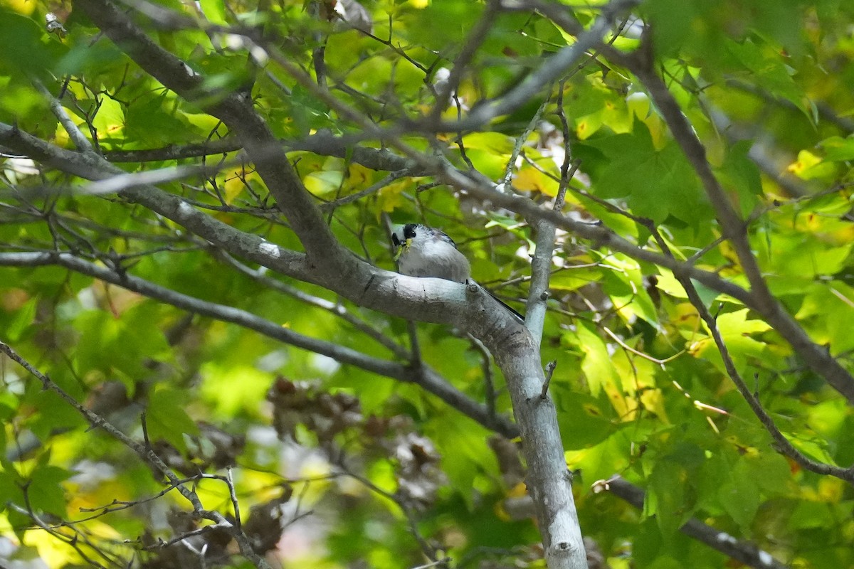 Синиця довгохвоста [група europaeus] - ML646074319