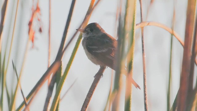 Willow Flycatcher - ML646074322