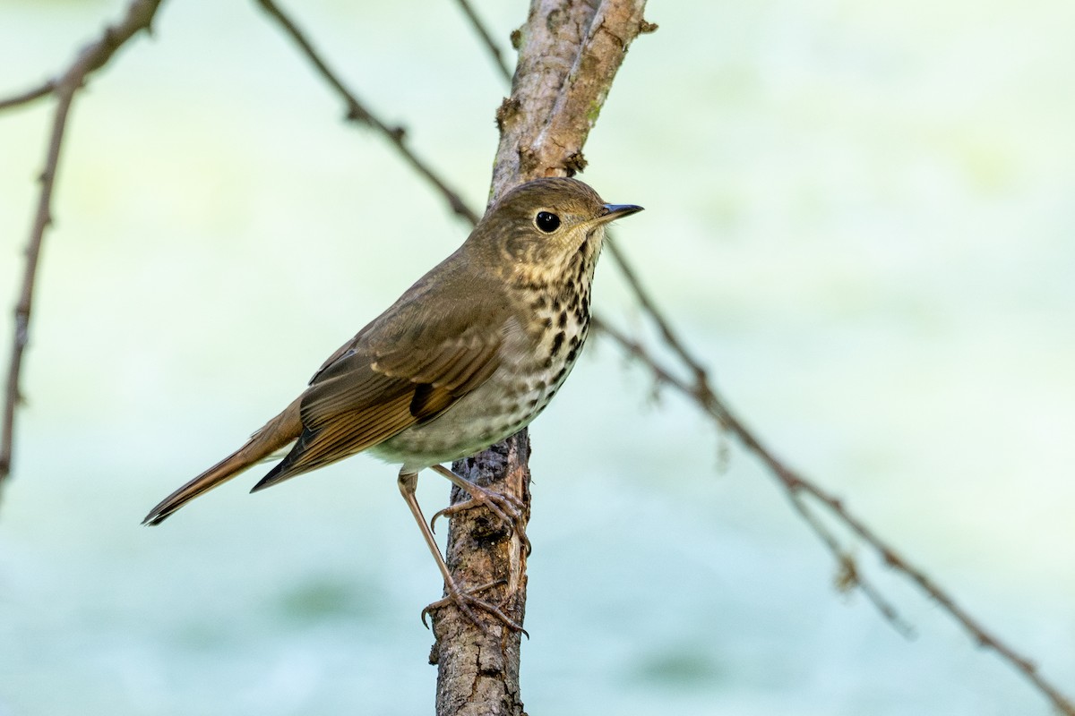 drozd rezavoocasý - ML646074323