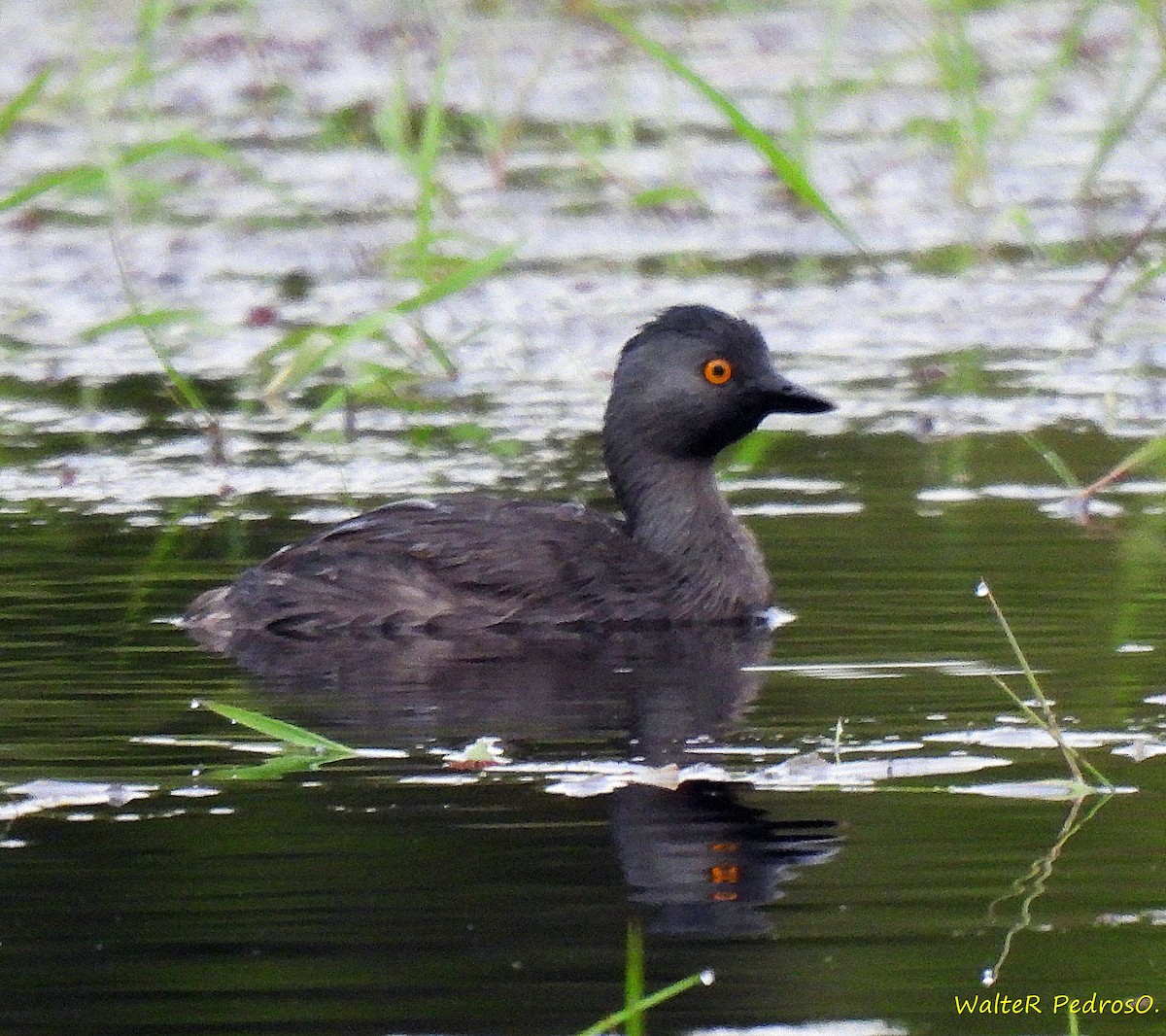 Least Grebe - ML646074324