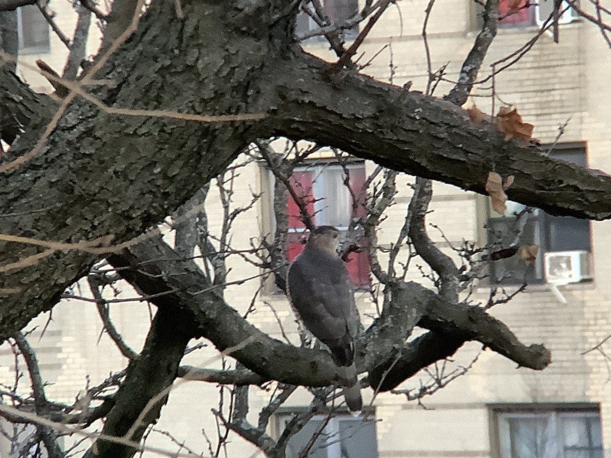 Cooper's Hawk - ML646074325
