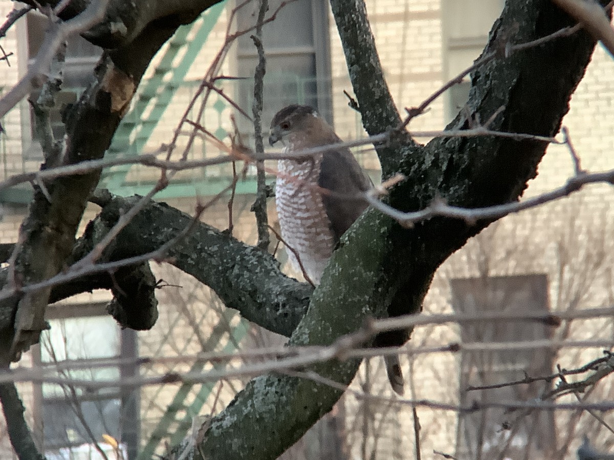 Cooper's Hawk - ML646074330
