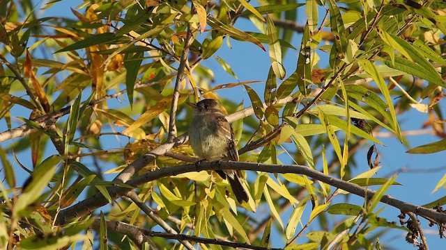 Willow Flycatcher - ML646074332