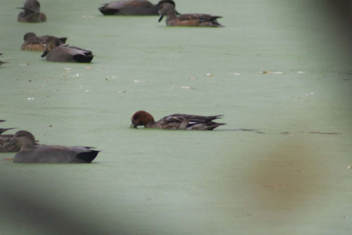 Eurasian Wigeon - ML646074333
