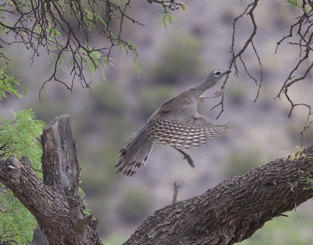 Black-legged Seriema - ML646074337
