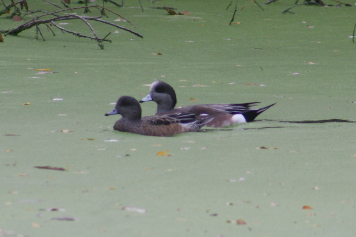 American Wigeon - ML646074342