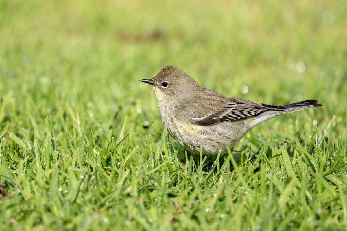 lesňáček žlutoskvrnný - ML646074348