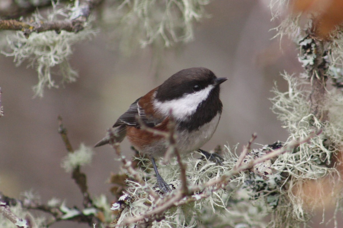 Chestnut-backed Chickadee - ML646074350