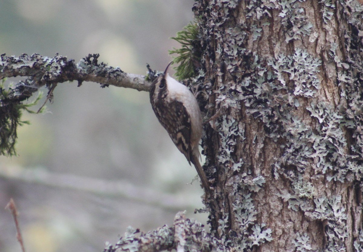 Brown Creeper - ML646074357