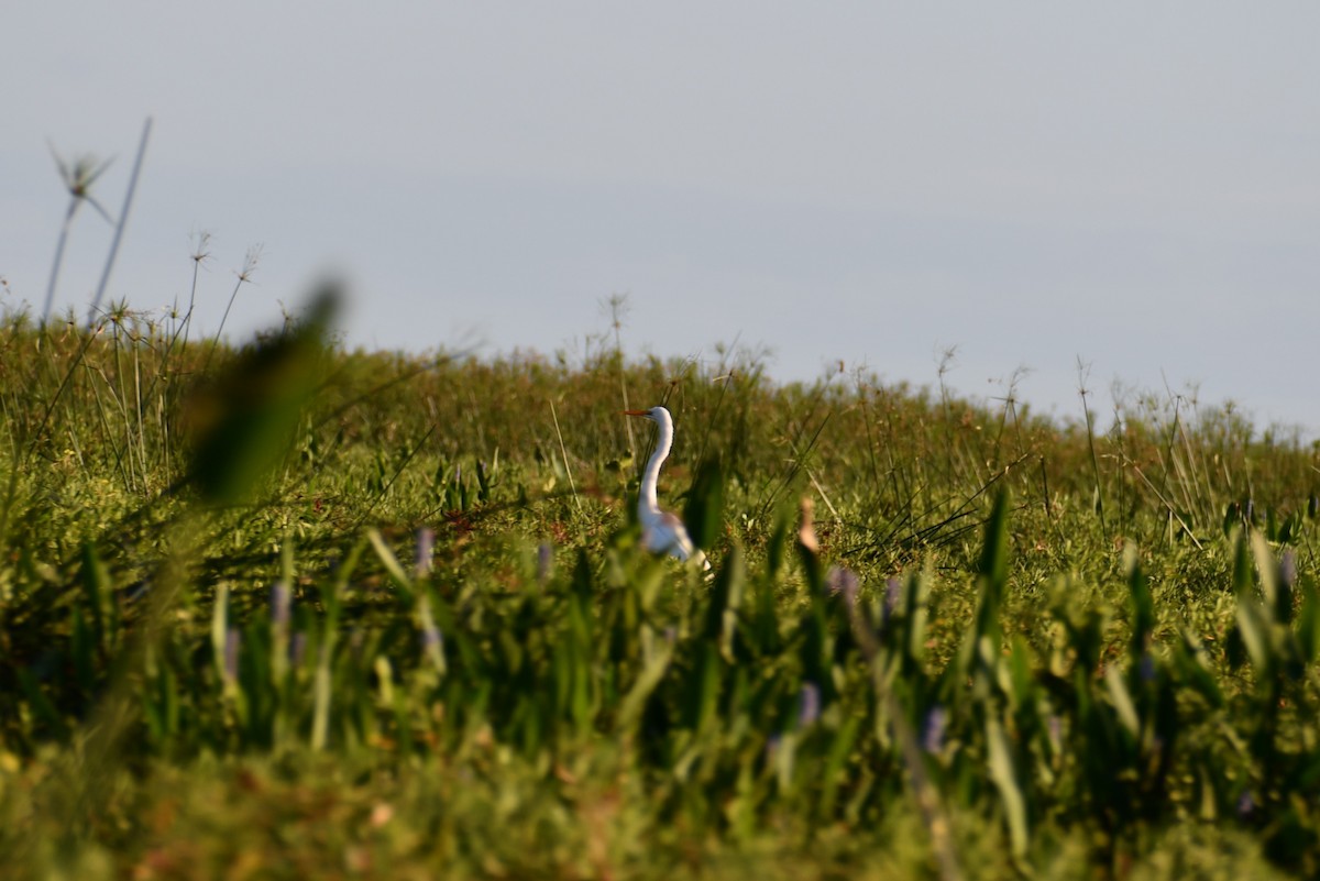 Great Egret - ML646074358