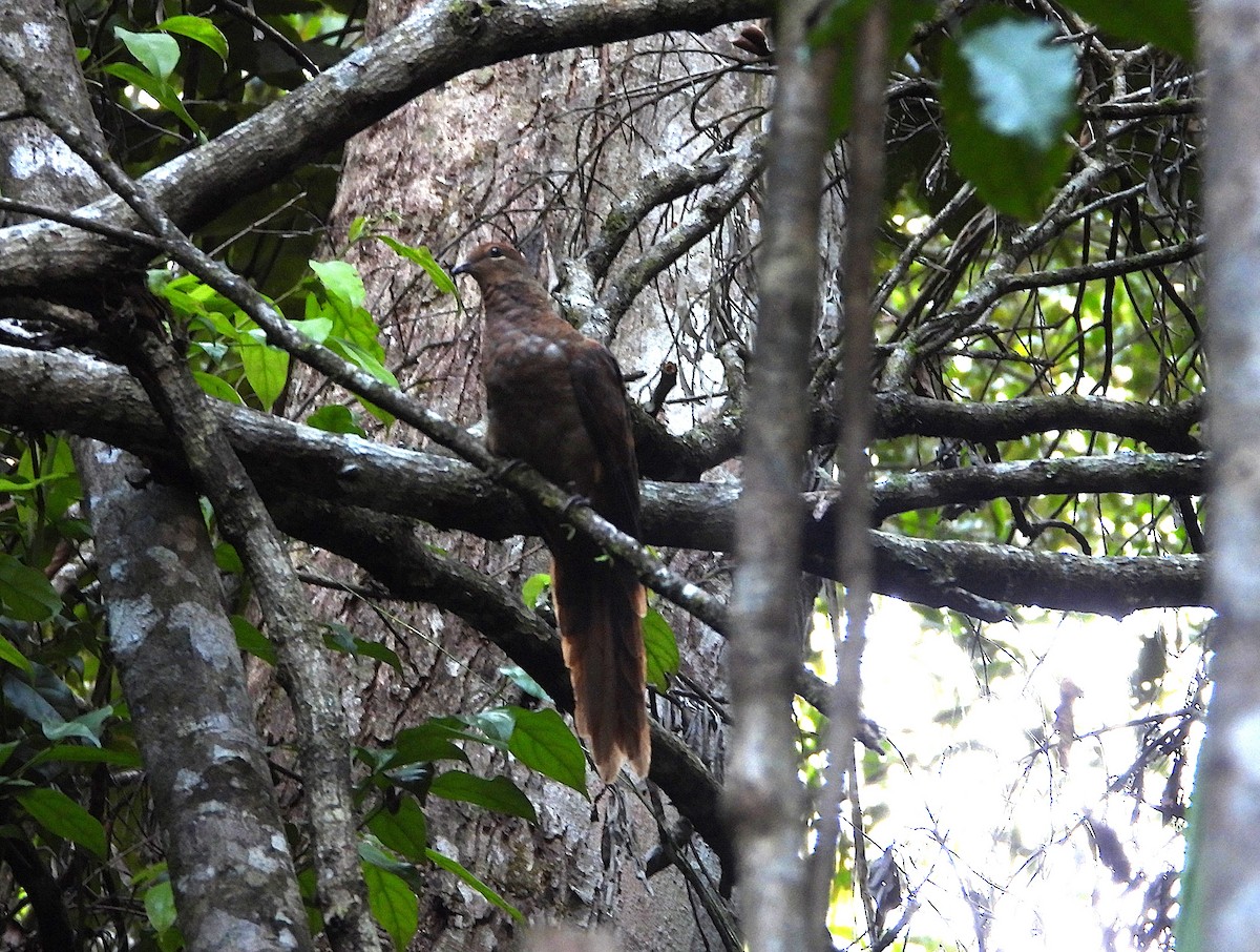 Maronentaube - ML646074361