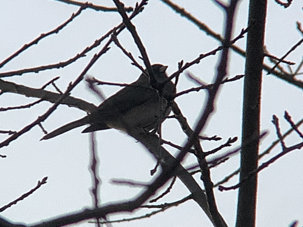 Dark-eyed Junco - ML646074369