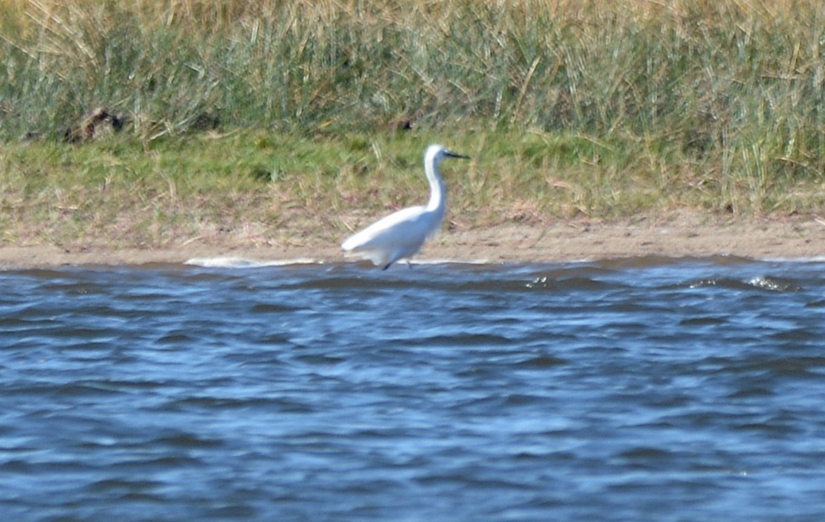 silkehegre - ML646074370