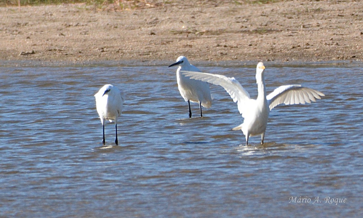 silkehegre - ML646074372