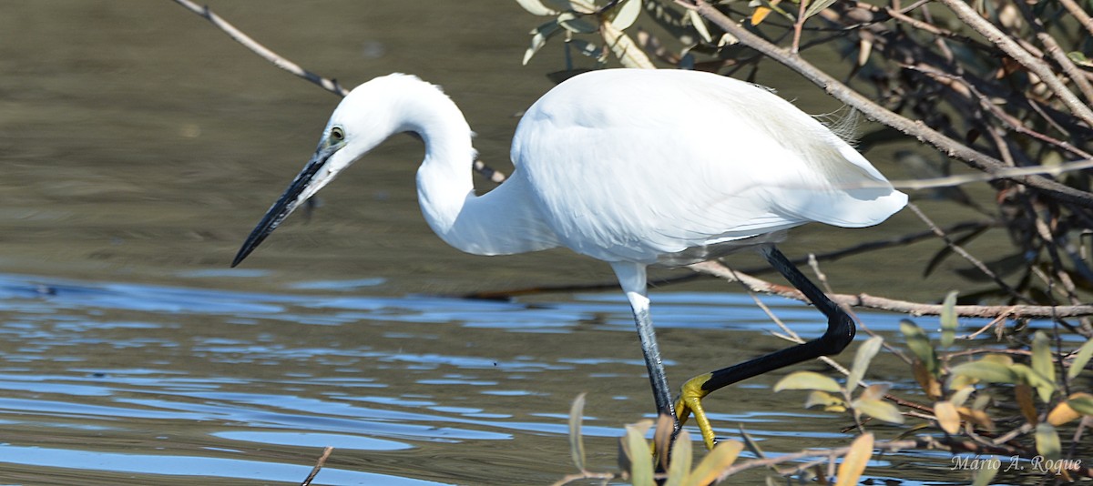 silkehegre - ML646074374