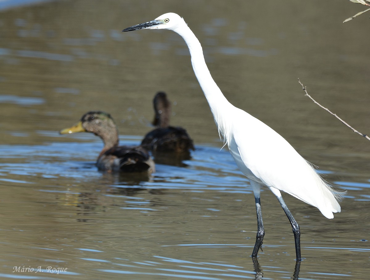 silkehegre - ML646074375