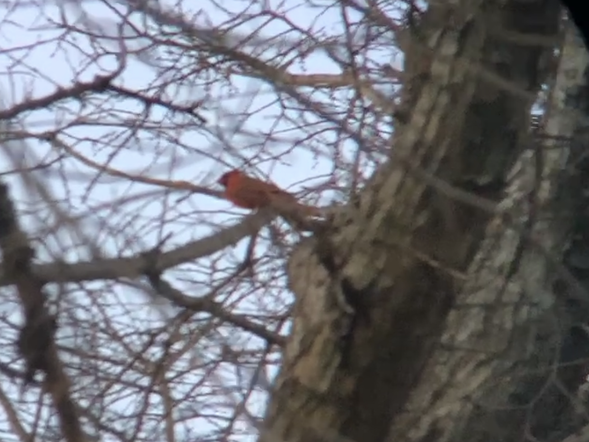 Northern Cardinal - ML646074376