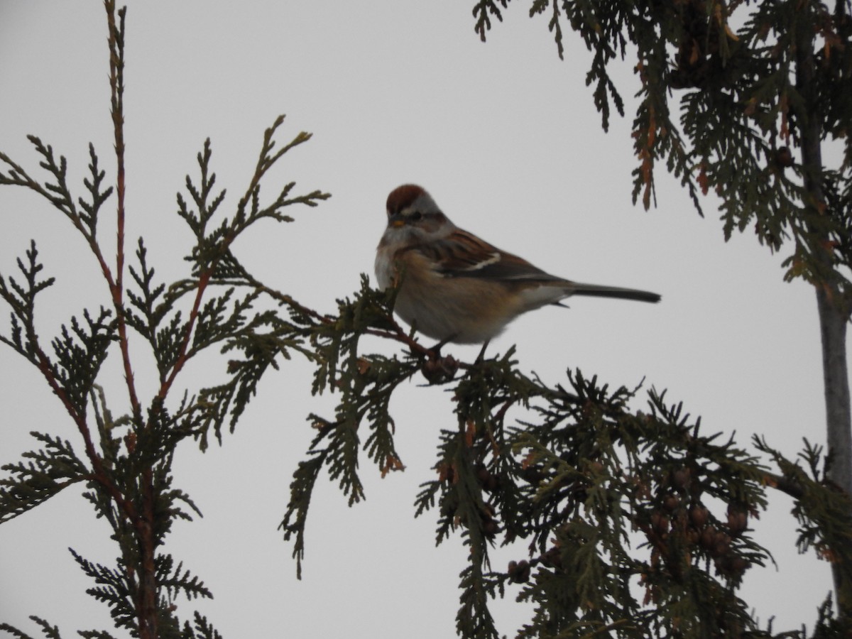 American Tree Sparrow - ML646074380