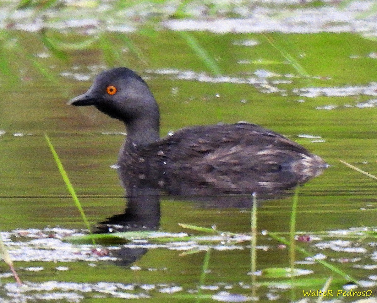 Least Grebe - ML646074387