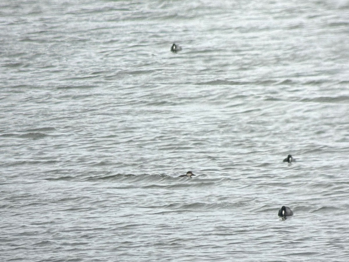 turpan žlutozobý - ML646074388