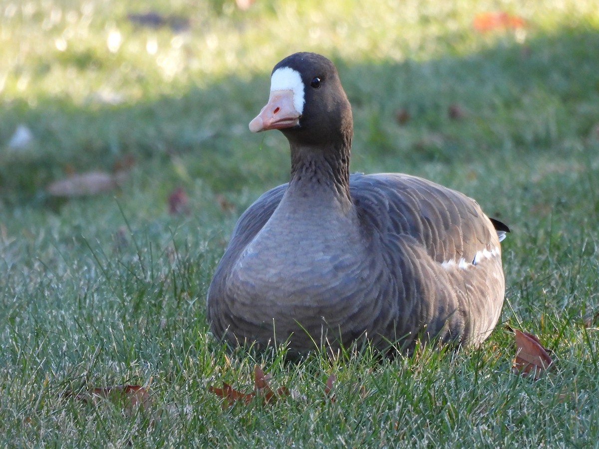 Greater White-fronted Goose - ML646074390