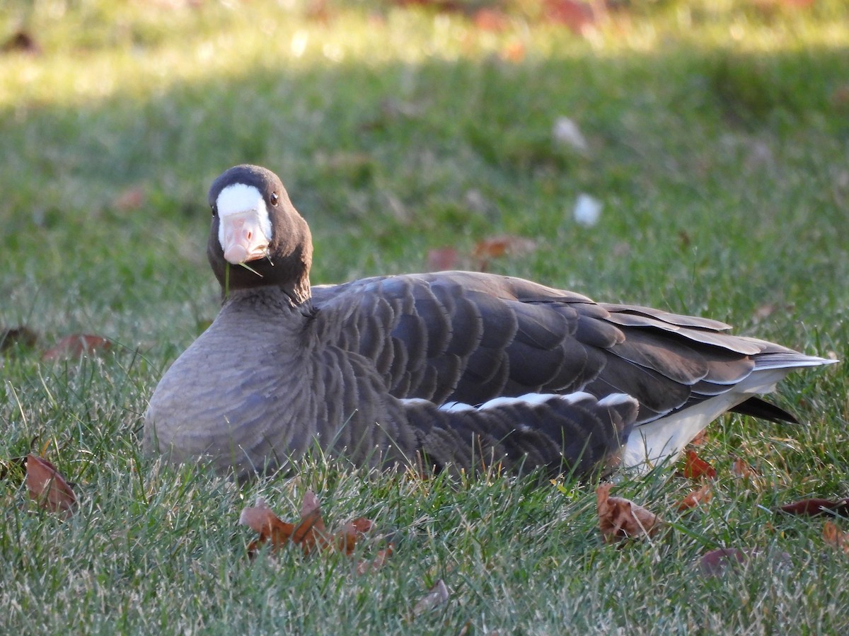 Greater White-fronted Goose - ML646074391