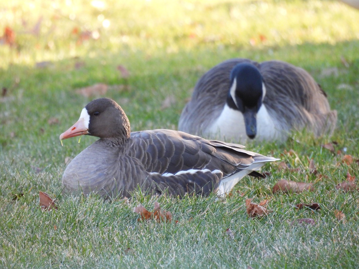 Greater White-fronted Goose - ML646074392
