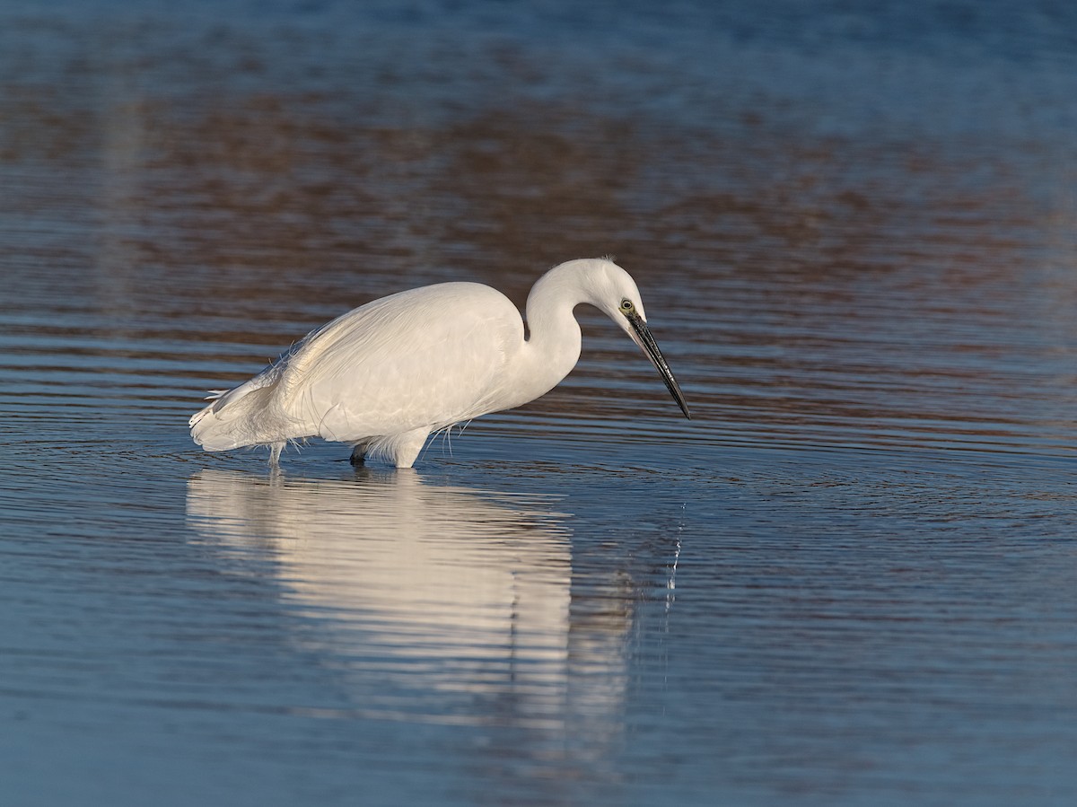 silkehegre - ML646074395