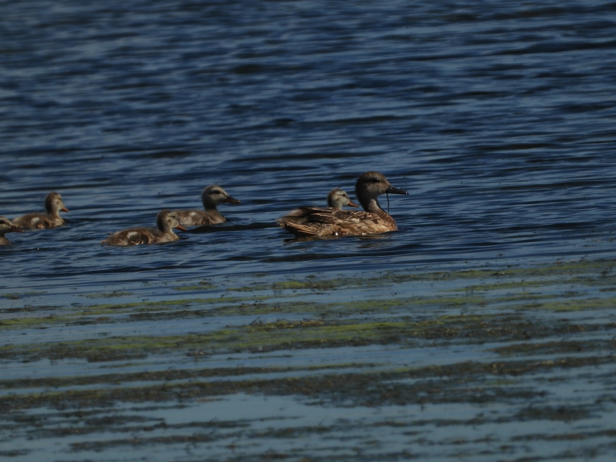 Серая утка - ML646074398