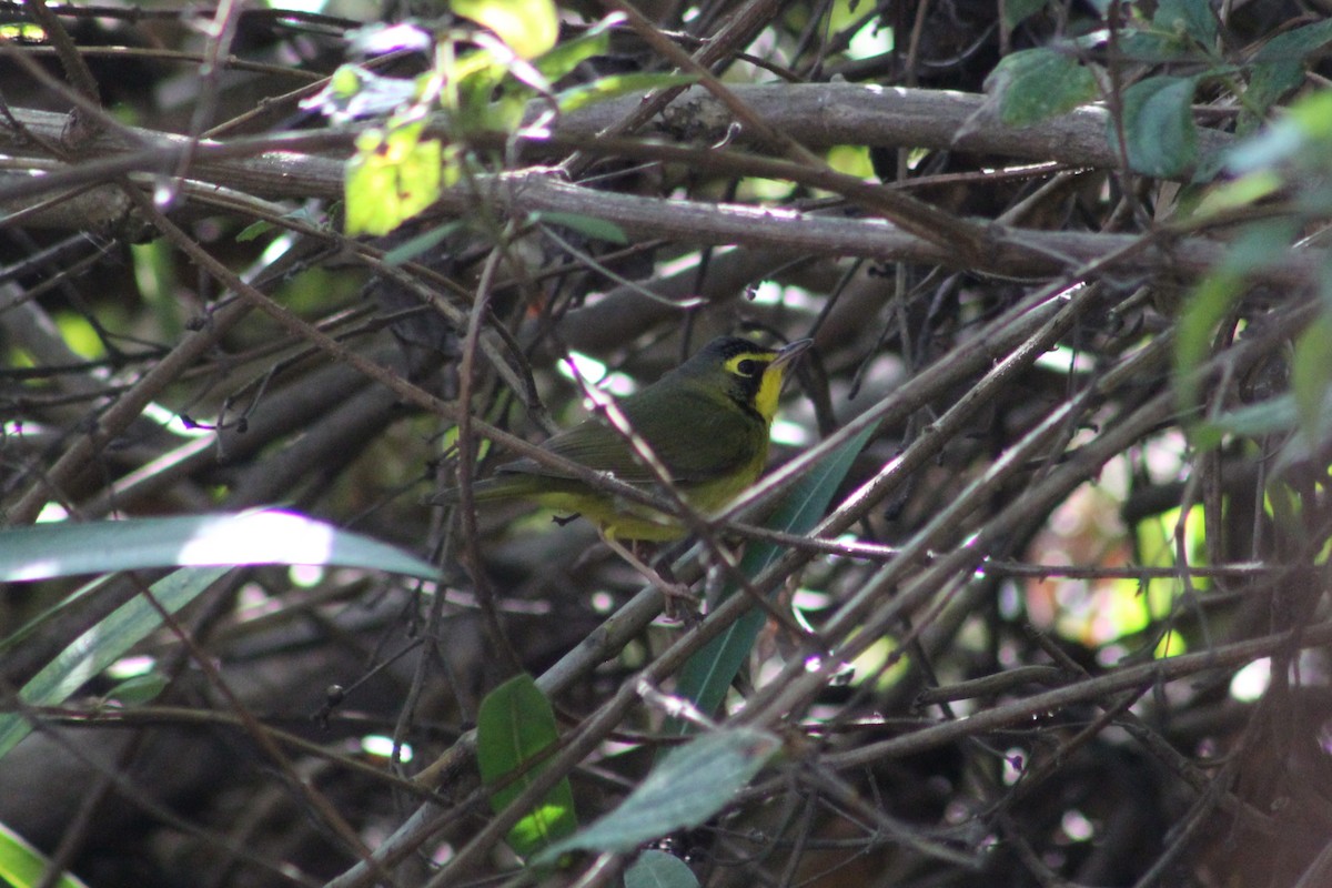 סבכון קנטקי - ML646074399