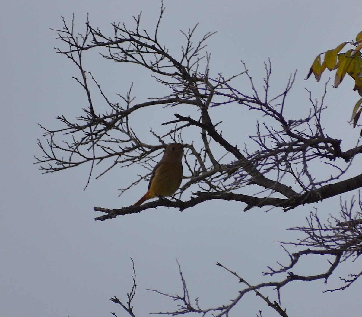 Горихвістка сибірська - ML646074401