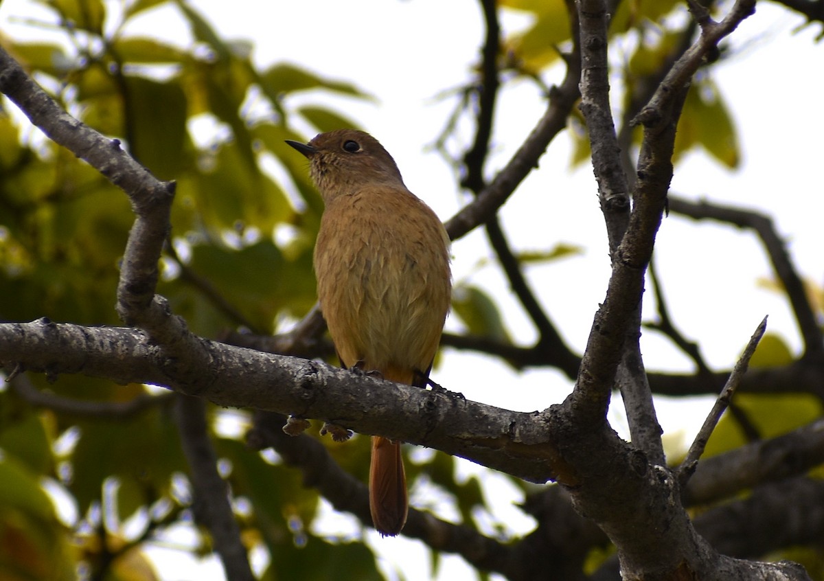 Горихвістка сибірська - ML646074402