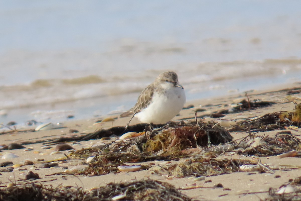 Red-necked Stint - ML646074405