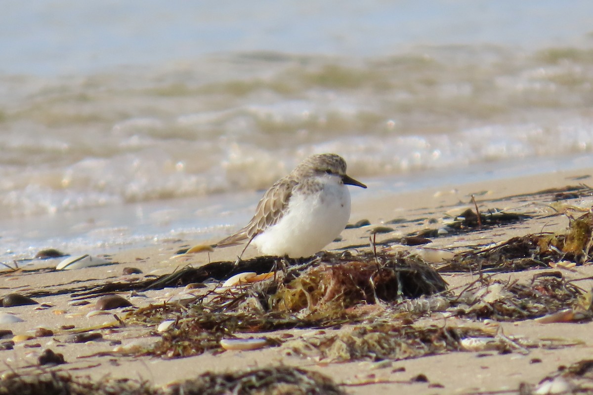Red-necked Stint - ML646074406