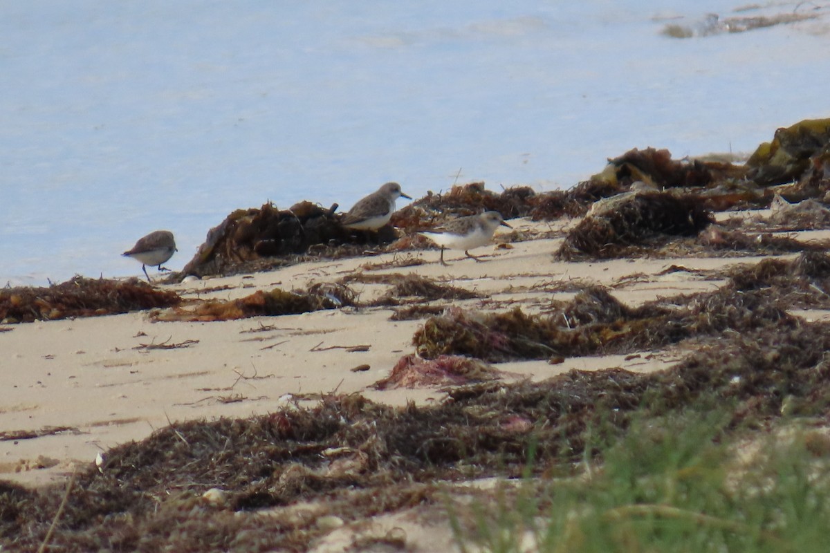 Red-necked Stint - ML646074407