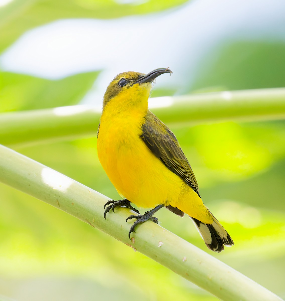 Sahul Sunbird - ML646074412