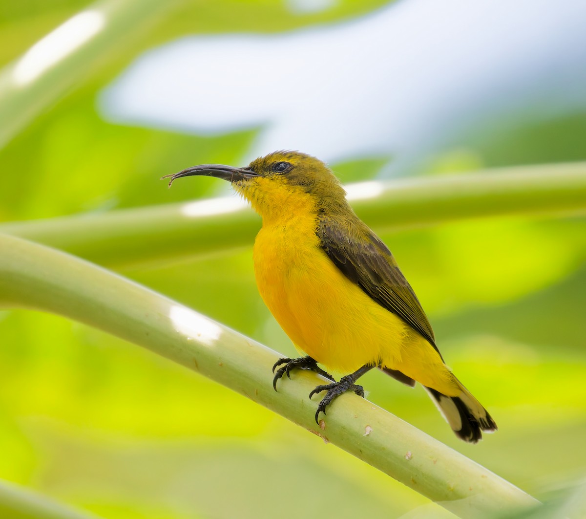 Sahul Sunbird - ML646074413