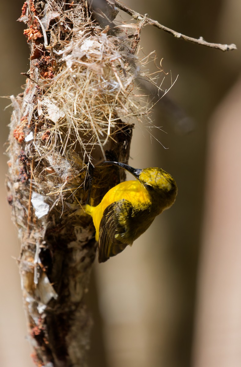 Sahul Sunbird - ML646074414